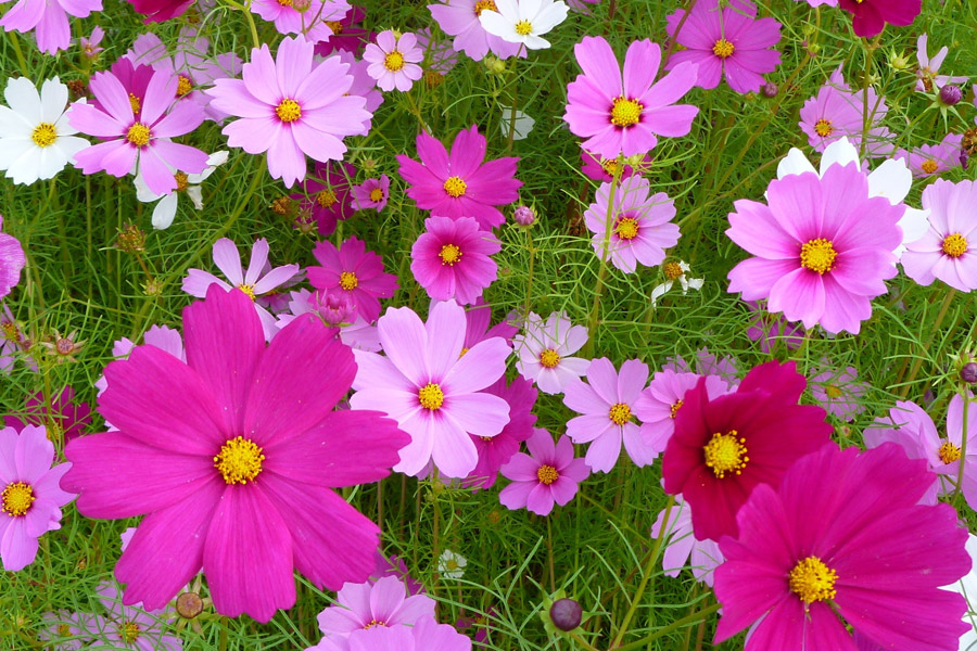 おしゃれな人は知っている